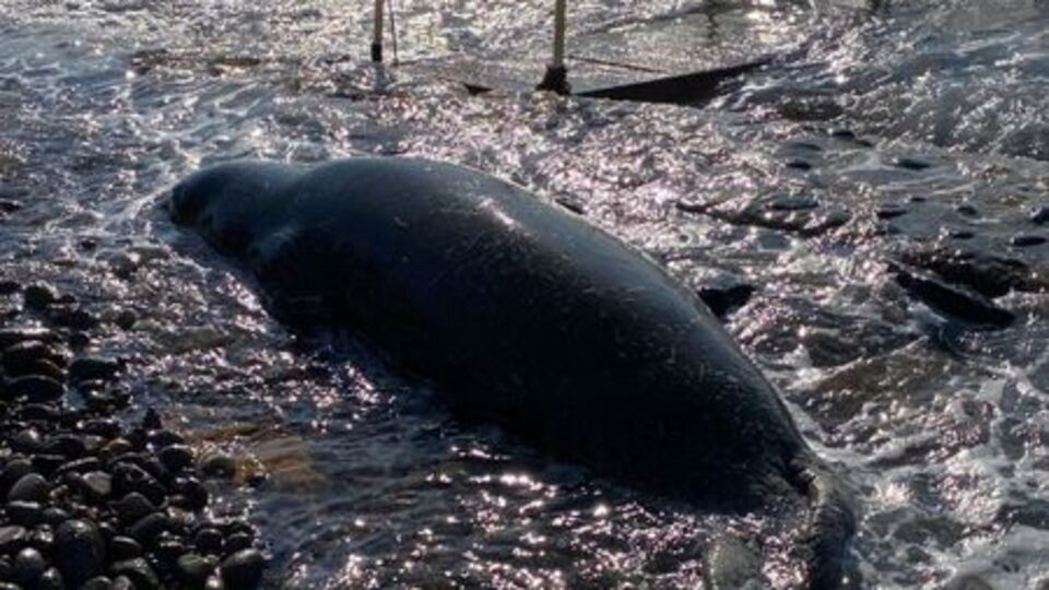 Bodrum'da kıyıya vuran Akdeniz foku öldü