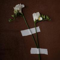 Beyaz frezyanın anlamı nedir?