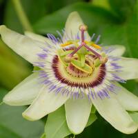 Passiflora meyvesi nasıl yenir?