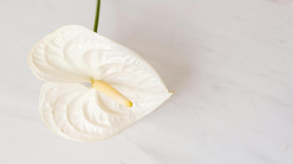 Beyaz antoryumun anlamı nedir?