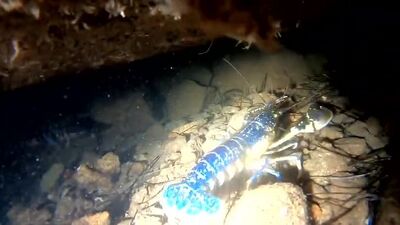 Ayvalık'ta görüntülendi! "Renk mutasyonuna uğramış"