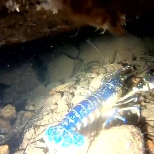 Ayvalık'ta görüntülendi! "Renk mutasyonuna uğramış"