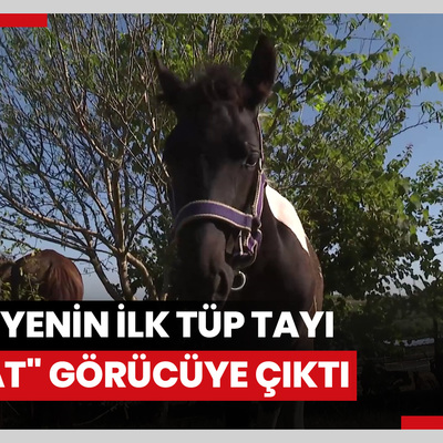 Türkiyenin ilk tüp tayı "Balat" görücüye çıktı