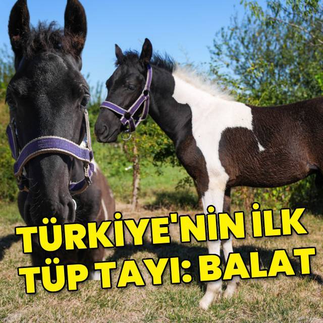 Türkiye'nin ilk tüp tayı Balat görücüye çıktı