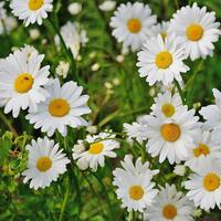 Papatyanın anlamı nedir?