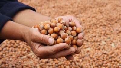 Fındık alım fiyatı belirlendi