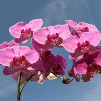 Orkide çiçeğinin anlamı nedir?