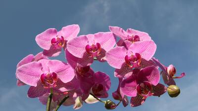 Orkide çiçeğinin anlamı nedir?
