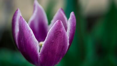 Mor lalenin anlamı nedir?