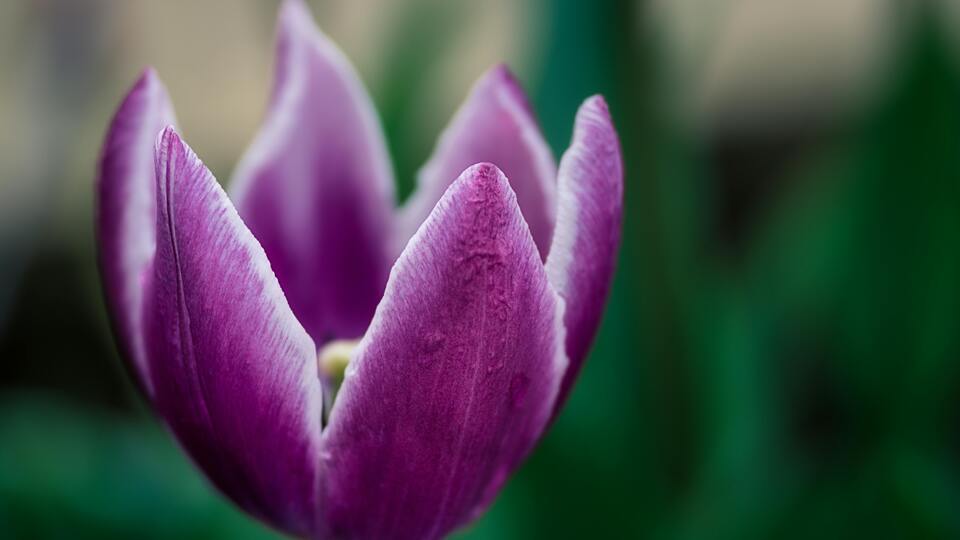 Mor lalenin anlamı nedir?