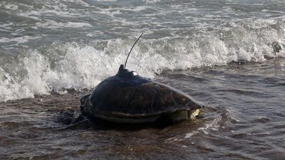 50 günde 3 bin 500 kilometre!