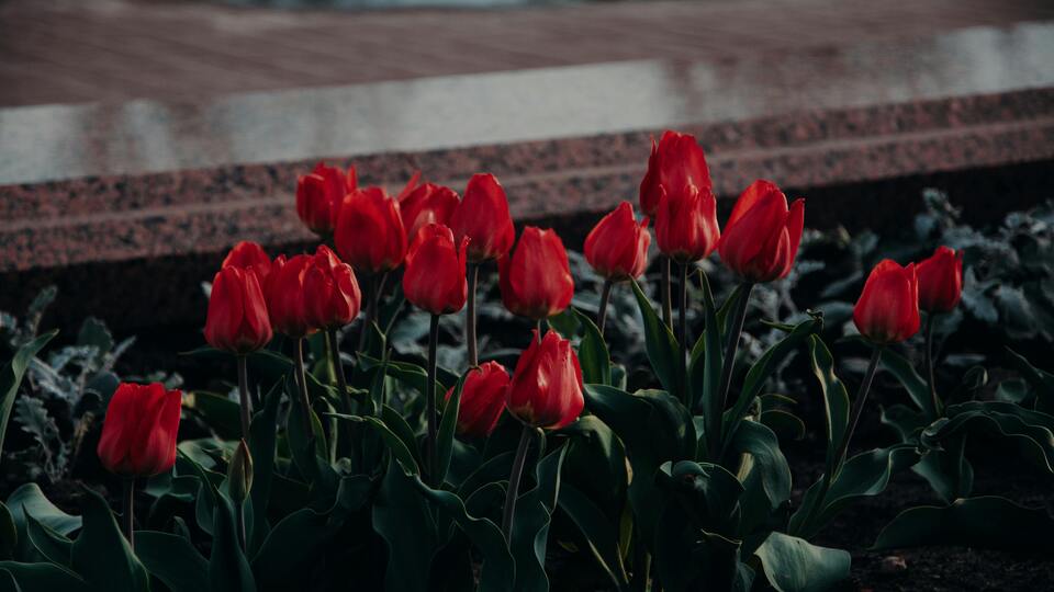 Kırmızı lalenin anlamı nedir?