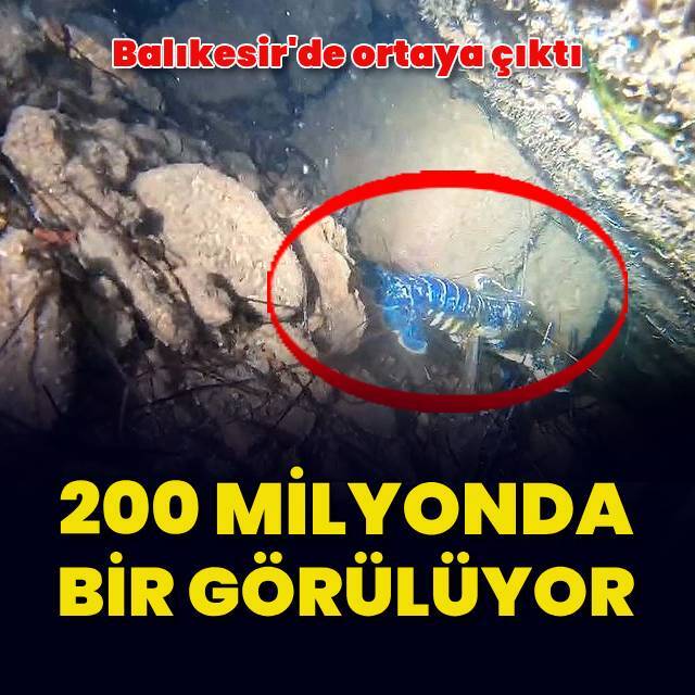 200 milyonda bir görülüyor! Mavi ıstakoz Balıkesir'de