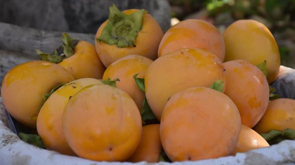 Cennet hurması nasıl yenir, tüketilir?