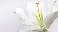 Beyaz lilyumun anlamı nedir?