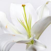 Beyaz lilyumun anlamı nedir?