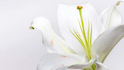 Beyaz lilyumun anlamı nedir?