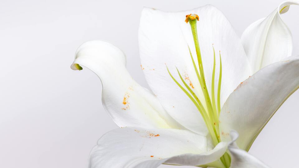 Beyaz lilyumun anlamı nedir?