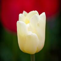 Beyaz lalenin anlamı nedir?