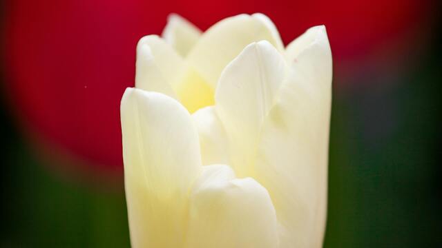 Beyaz lalenin anlamı nedir?