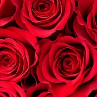 1001 Adet Gülün Anlamı Nedir?