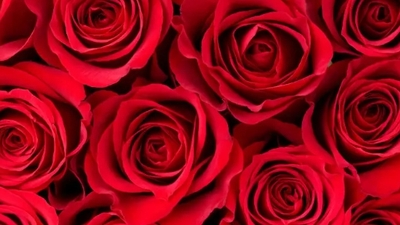 1001 Adet Gülün Anlamı Nedir?