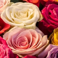 999 Adet Gülün Anlamı Nedir?