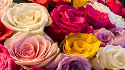 999 Adet Gülün Anlamı Nedir?