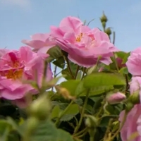 365 Adet Gülün Anlamı Nedir?