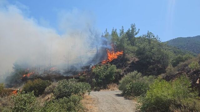 Hatay'da orman yangını