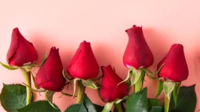 100 Adet Gülün Anlamı Nedir?