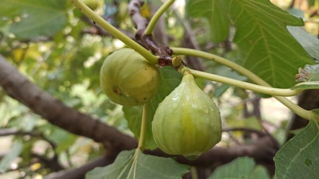 İncir ağacı feylesof yapar insanı