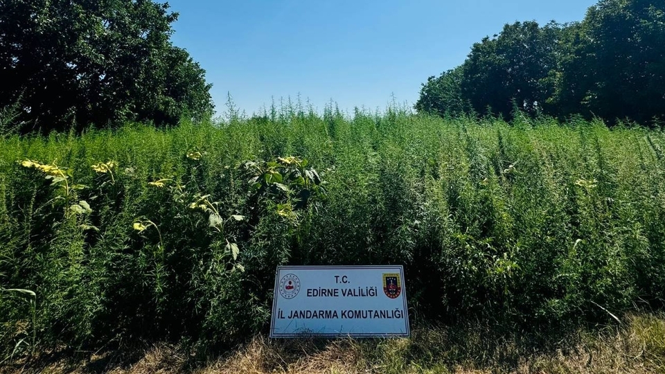 Edirne'de uyuşturucu tarlası