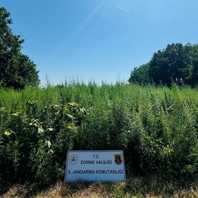 Edirne'de uyuşturucu tarlası