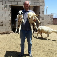  Banka müdüründen hayatını değiştiren karar: Çoban bulamayınca istifa etti