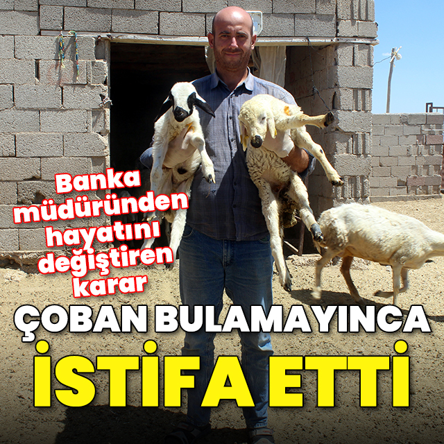 Banka müdüründen hayatını değiştiren karar: Çoban bulamayınca istifa etti