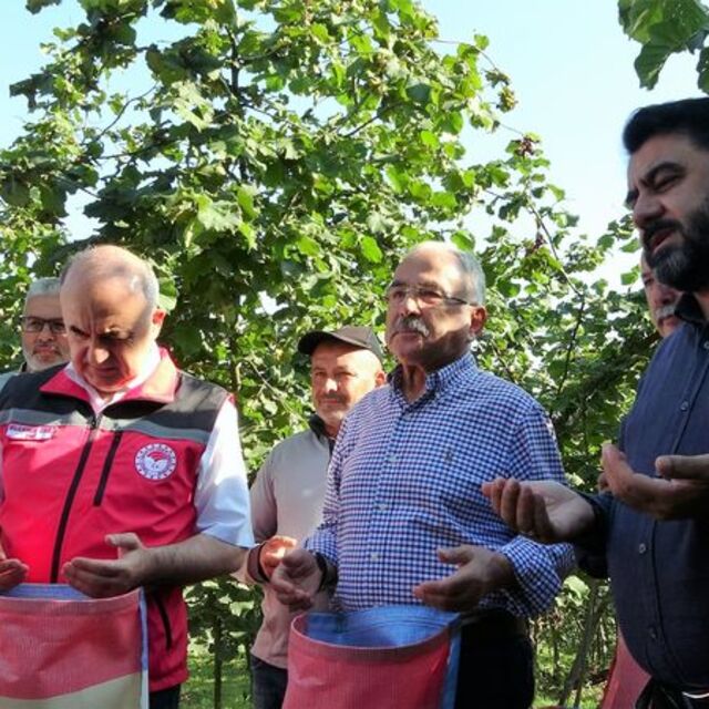 Ordu'da hasat başladı