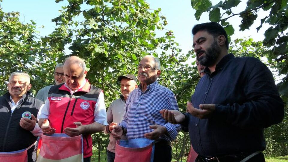 Ordu'da hasat başladı