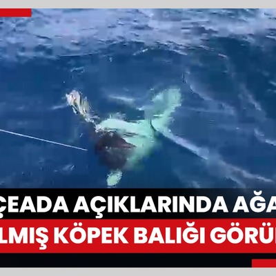 Gökçeada açıklarında 3 metre boyunda ağlara dolanmış ‘mako' cinsi vahşi mavi köpek balığı bulundu