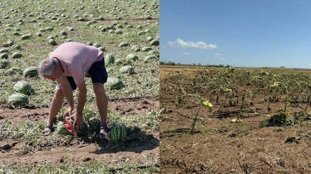 Tekirdağ'da dolu ve rüzgar zararı