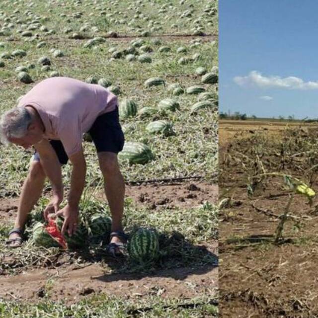 Tekirdağ'da dolu ve rüzgar zararı