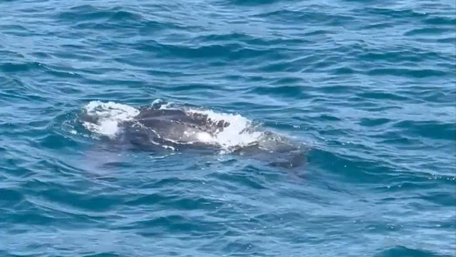 İstanbul Boğazı'nda görüldü: Boyu 2 metre, ağırlığı 600 kilo