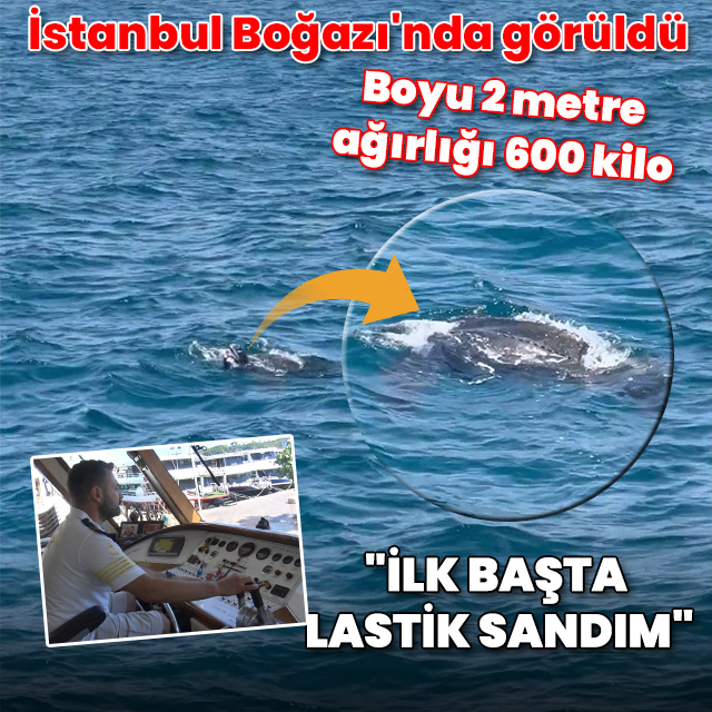 İstanbul Boğazı'nda görüldü: Boyu 2 metre, ağırlığı 600 kilo