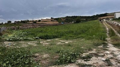 Domuzlar tarlaları talan etti