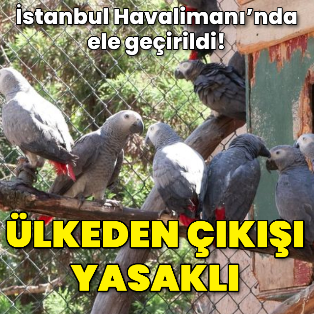 İstanbul Havalimanı'nda ele geçirildi