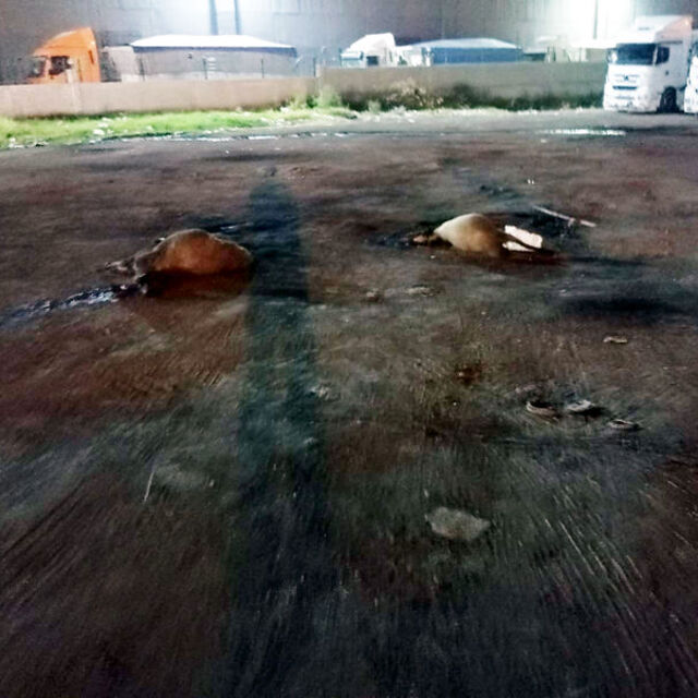 Yola dökülen yemleri yiyen 15 koyun öldü