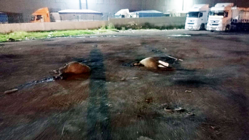 Yola dökülen yemleri yiyen 15 koyun öldü