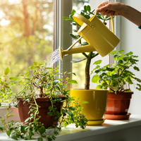 Evde bitki bakımı için bunlara dikkat!