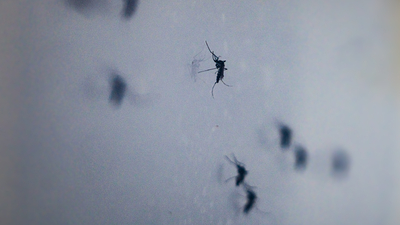 İstanbul'da yaygınlaştı! Isırdığında alerjik reaksiyona yol açabiliyor