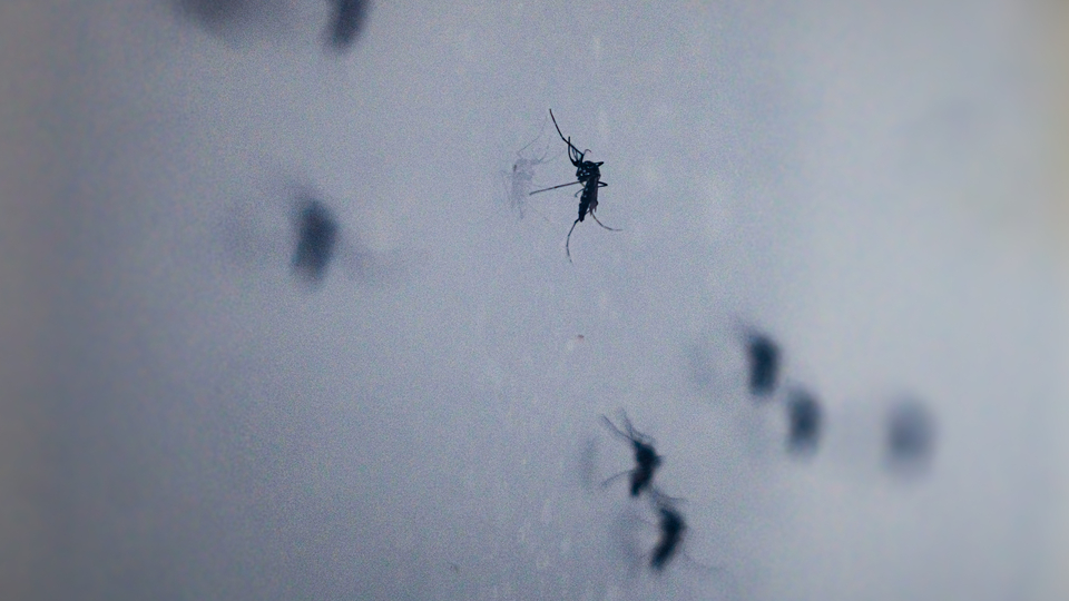 İstanbul'da yaygınlaştı! Isırdığında alerjik reaksiyona yol açabiliyor